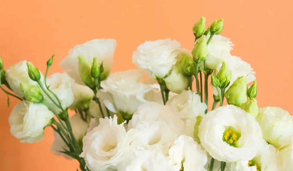 Beautiful eustoma flowers bouquet on orange background

