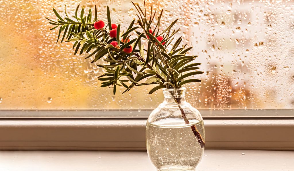 A branch of berry yew with red berries in a small vase by the window
