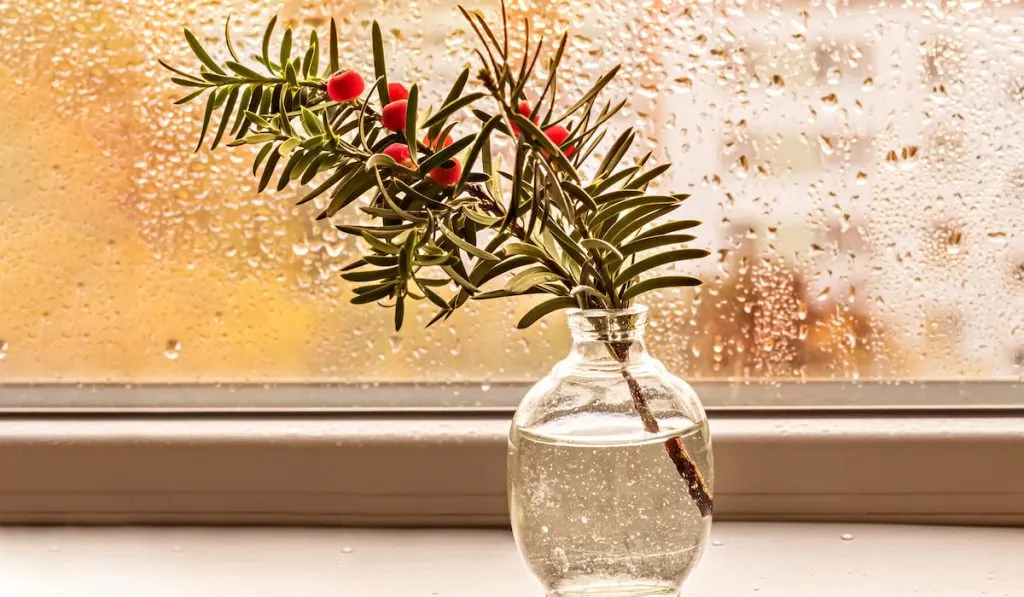 A branch of berry yew with red berries in a small vase by the window
