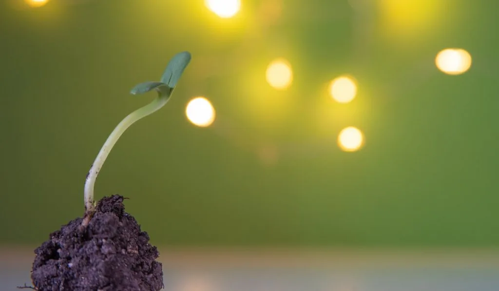 A small growing plant on blurry light background