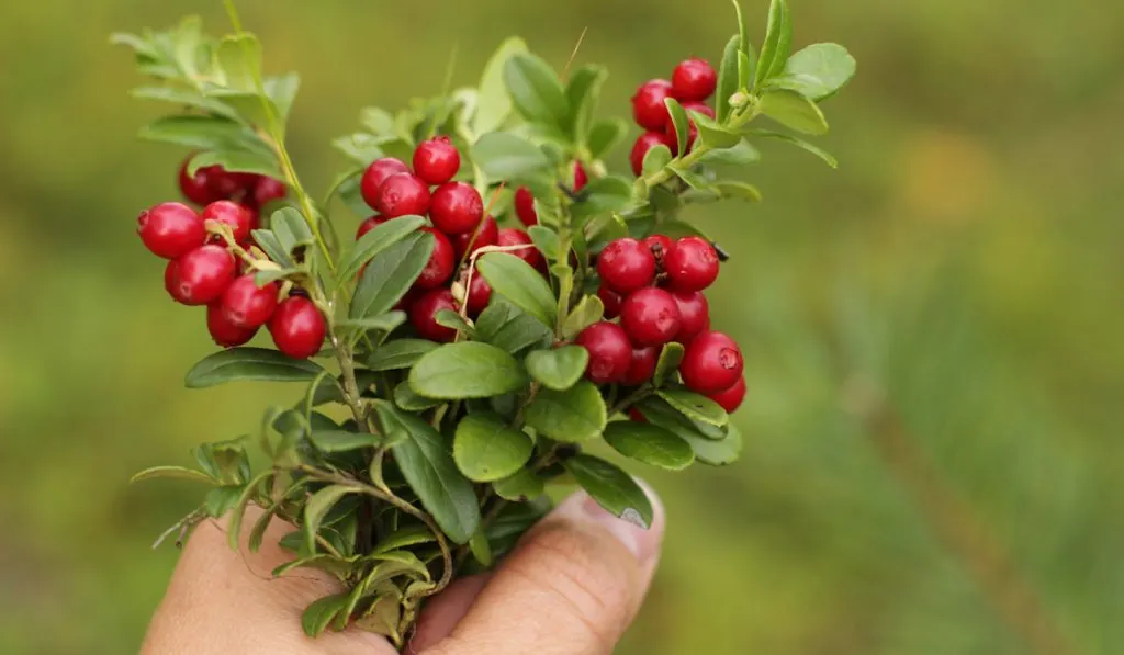 A twig with a forest lingonberry in his hands

