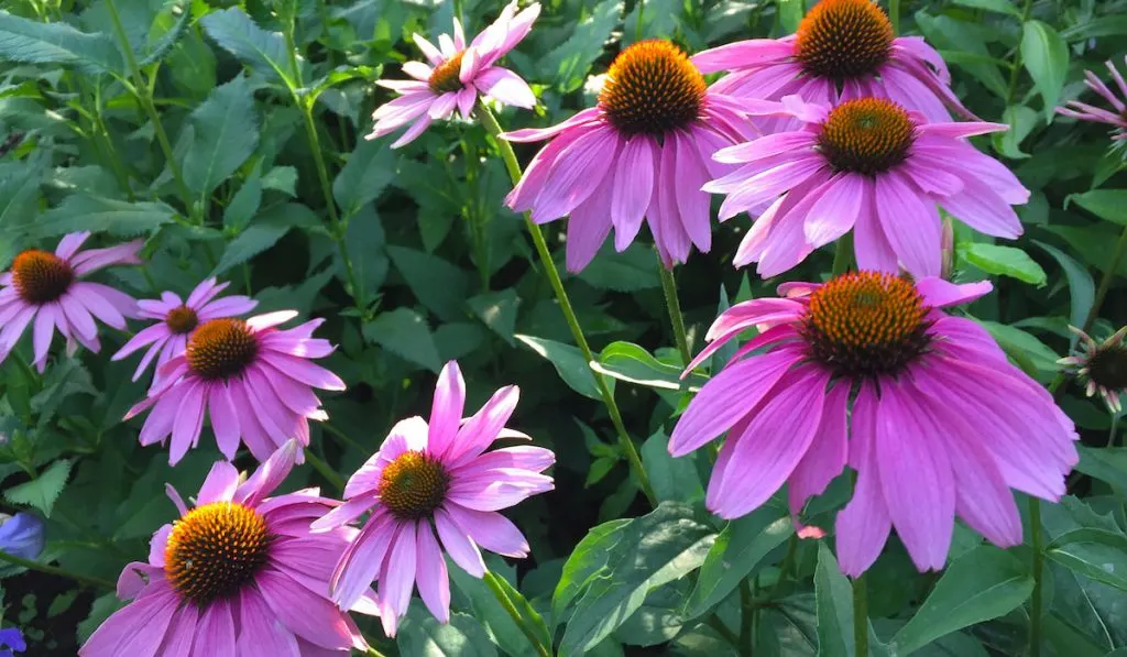 Afternoon sun on deep pink coneflowers.
