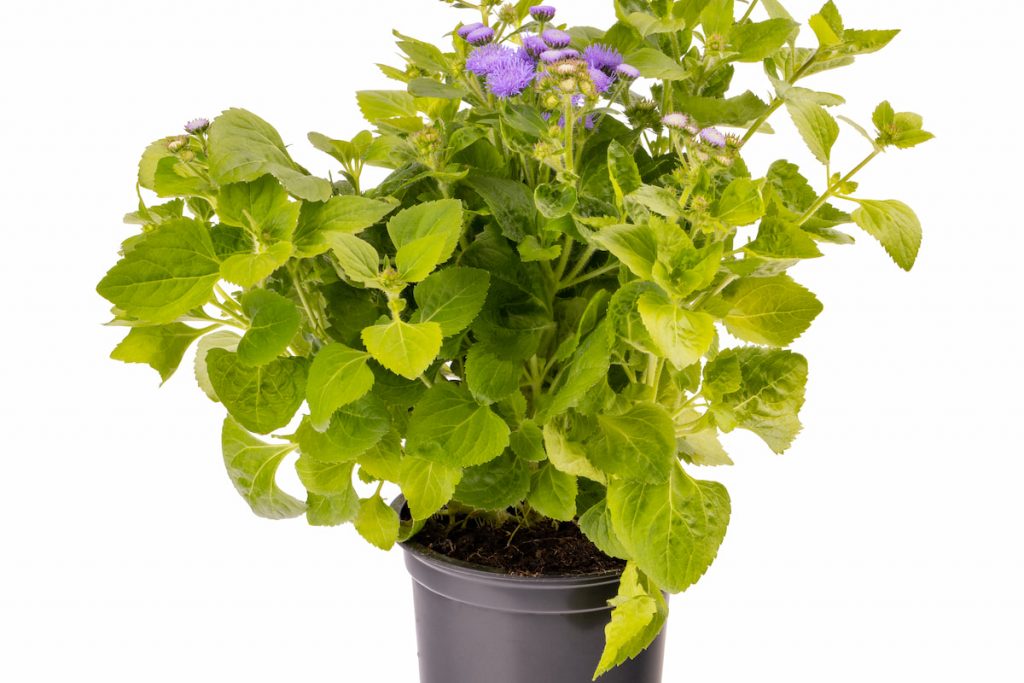 Ageratum houstonianum or floss flower in a pot