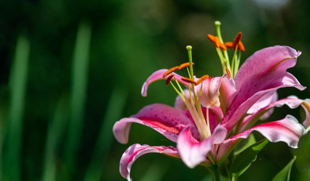 Asiatic Lilies Pink Lily flower on green background