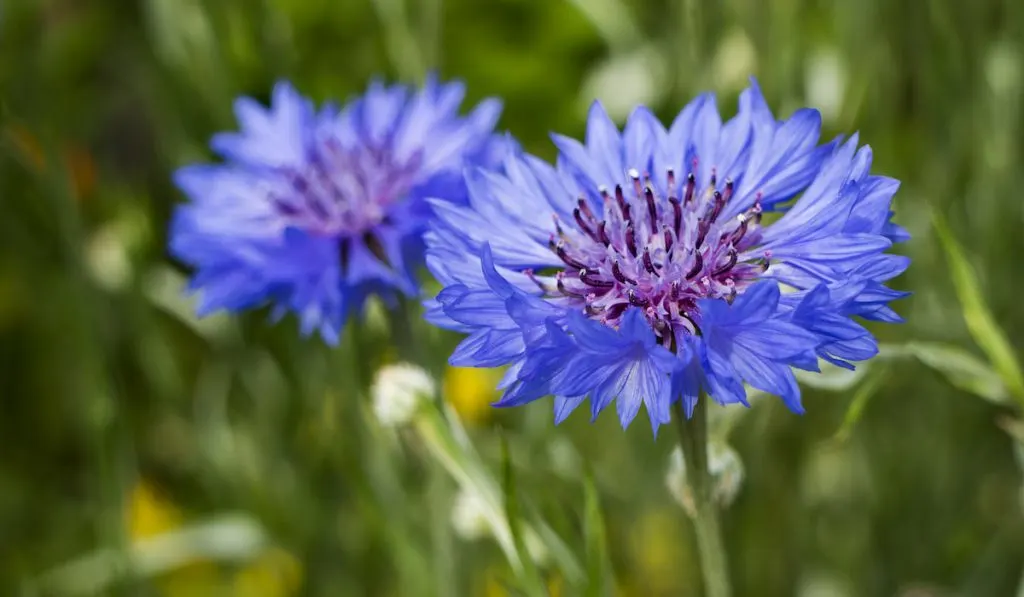 Bachelor's Button flower 