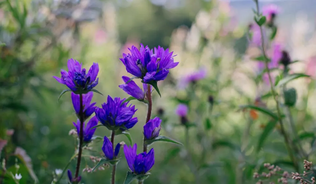 Beautiful Clustered bellflowers in meadow on mountain hills 