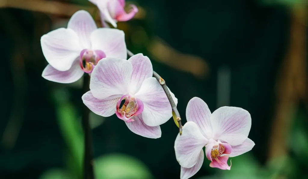 Beautiful White Flowers Of Orchid In Botanical Garden
