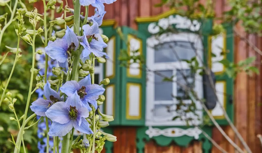 Beautiful blue delphinium flowers in the garden