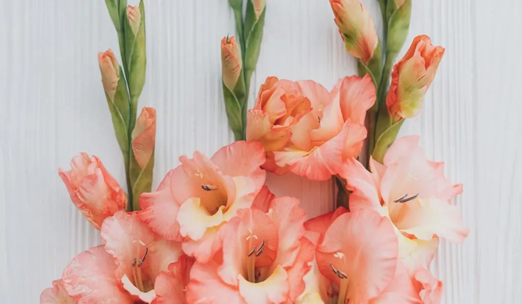 Beautiful gladiolus flowers on rustic white wood, flat lay