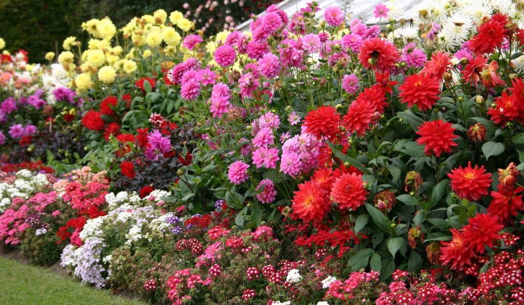 different Flowers in garden
