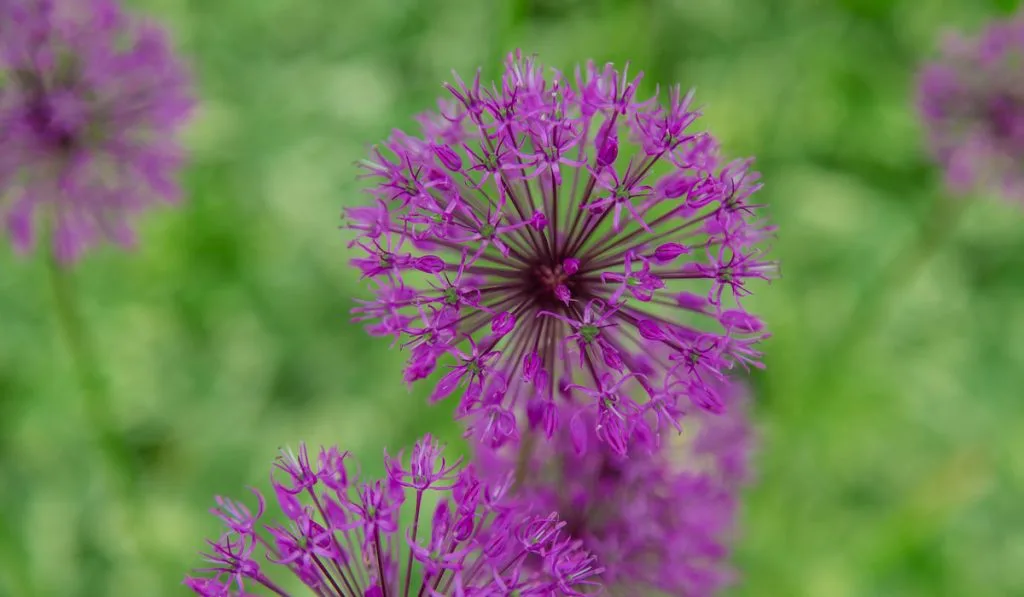 Beautiful purple allium blossom in the garden