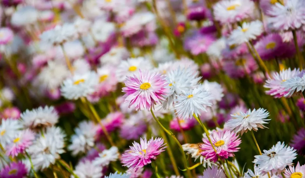 Bellis perennis also known as common daisies or english daisies