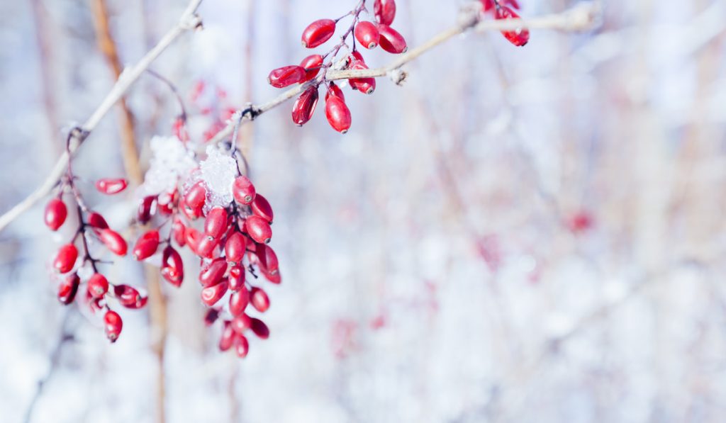 Berries of barberry in winter
