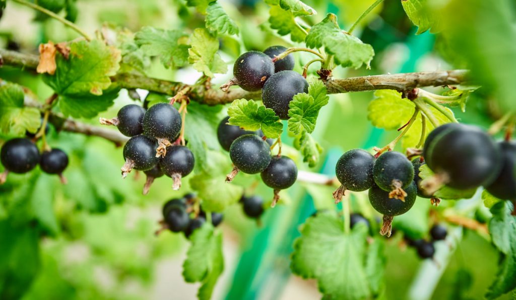 Black currant on the branch. Bush with black currants
