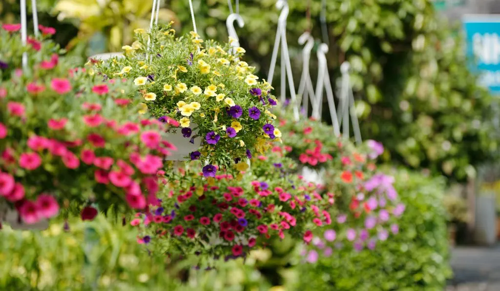 Blooming petunia flowers in the garden