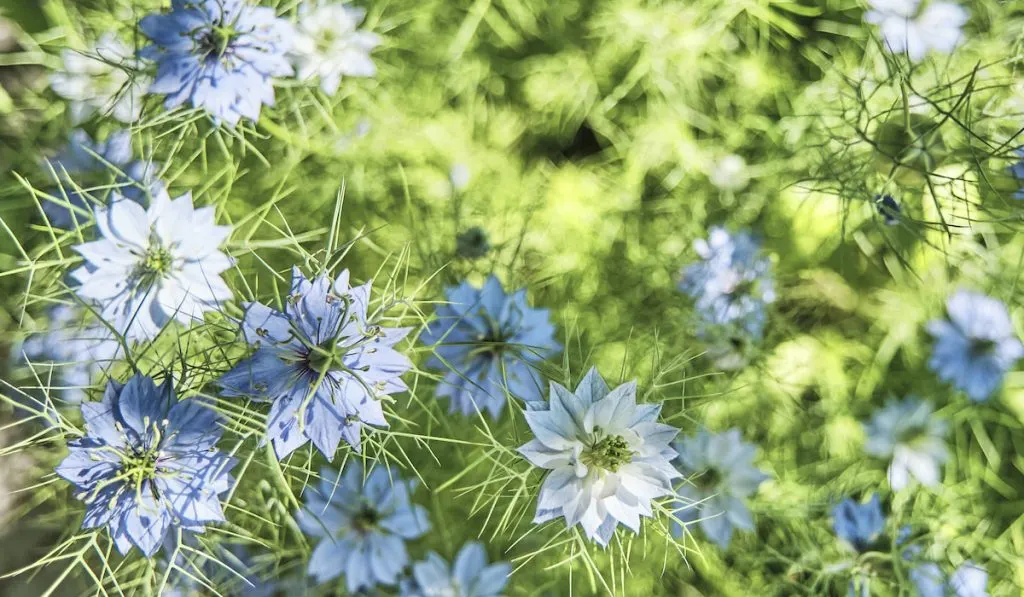 Blooming plant Nigella damascena with blue flowers
