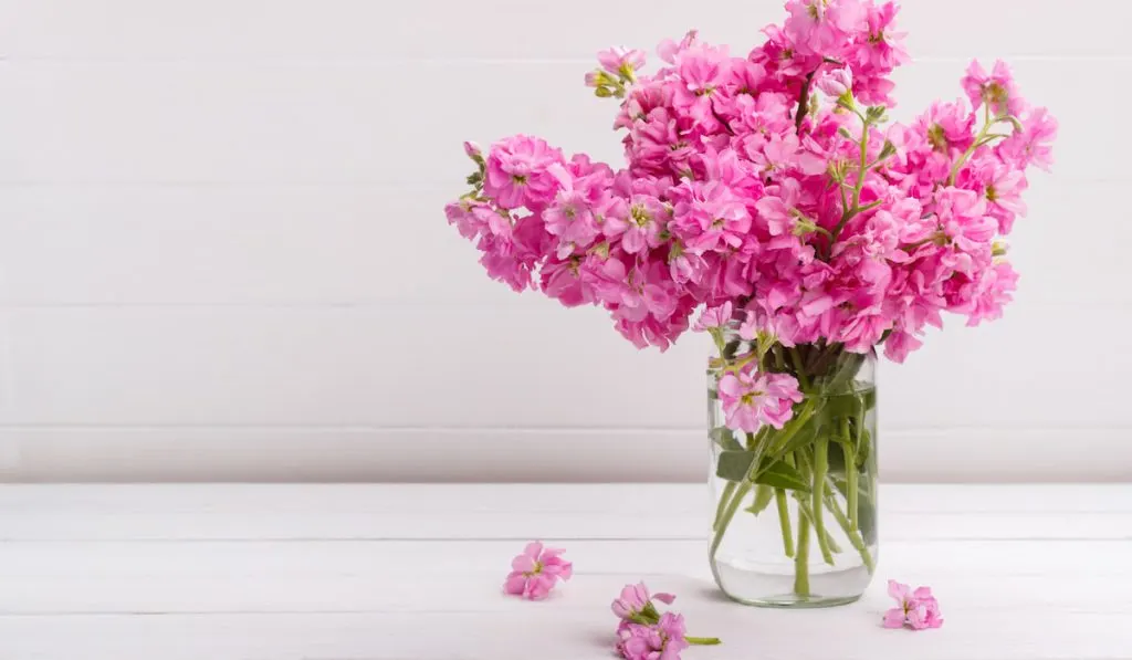 Bouquet of flowers matthiola Incana