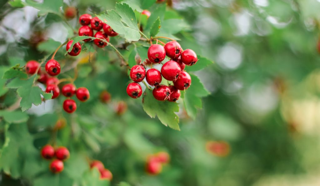 Bright Red Hawthorn Berries