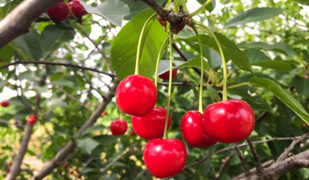 Bunch of cherries in the cherry tree
