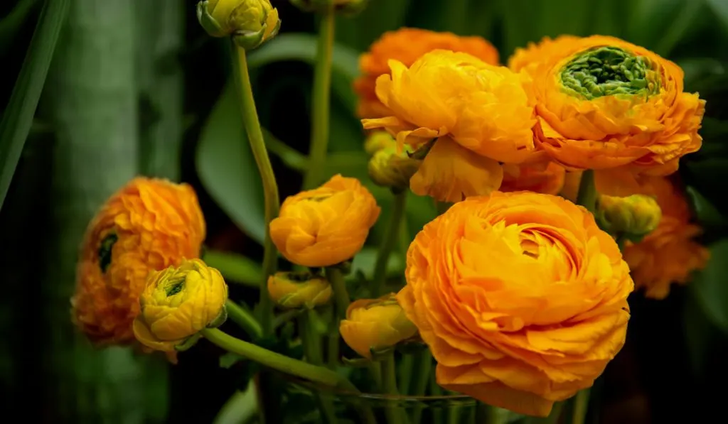 Bunch of orange ranunculus flowers
