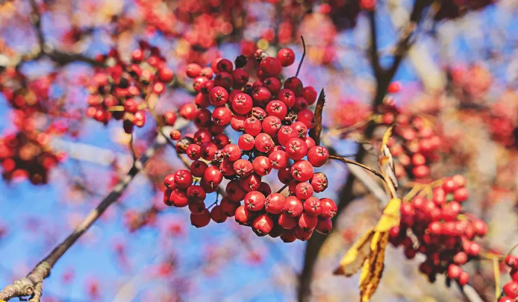 Bunches of ripe rowan berries on branches of rowan tree on sunny day