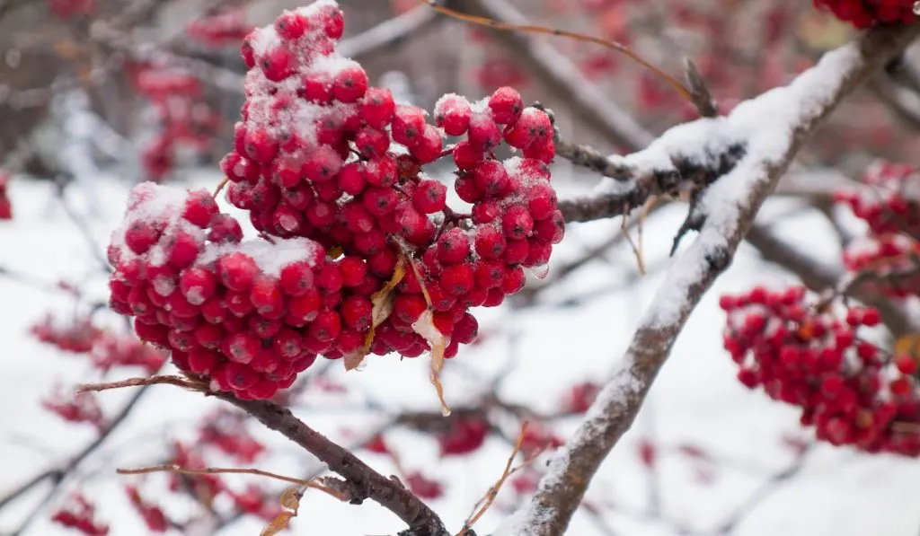 Bunches of rowan in the snow
