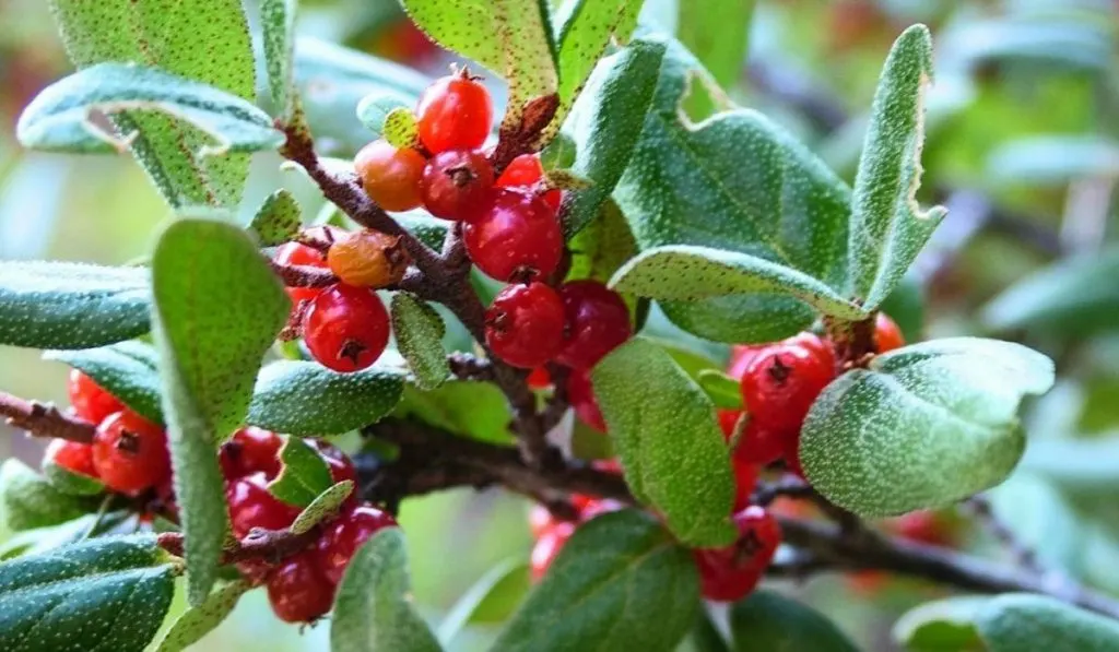 Canada Buffaloberries