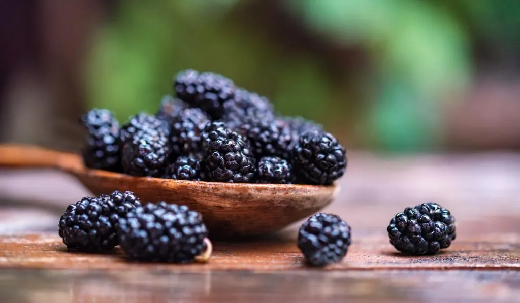 Close up fresh mulberries fruit in wooden spoon on table
