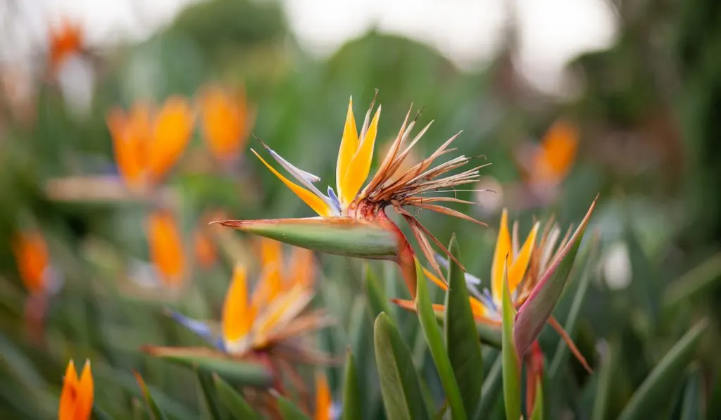 Close up of flower Bird of paradise Strelitzia Reginae blossom in botanical garden
