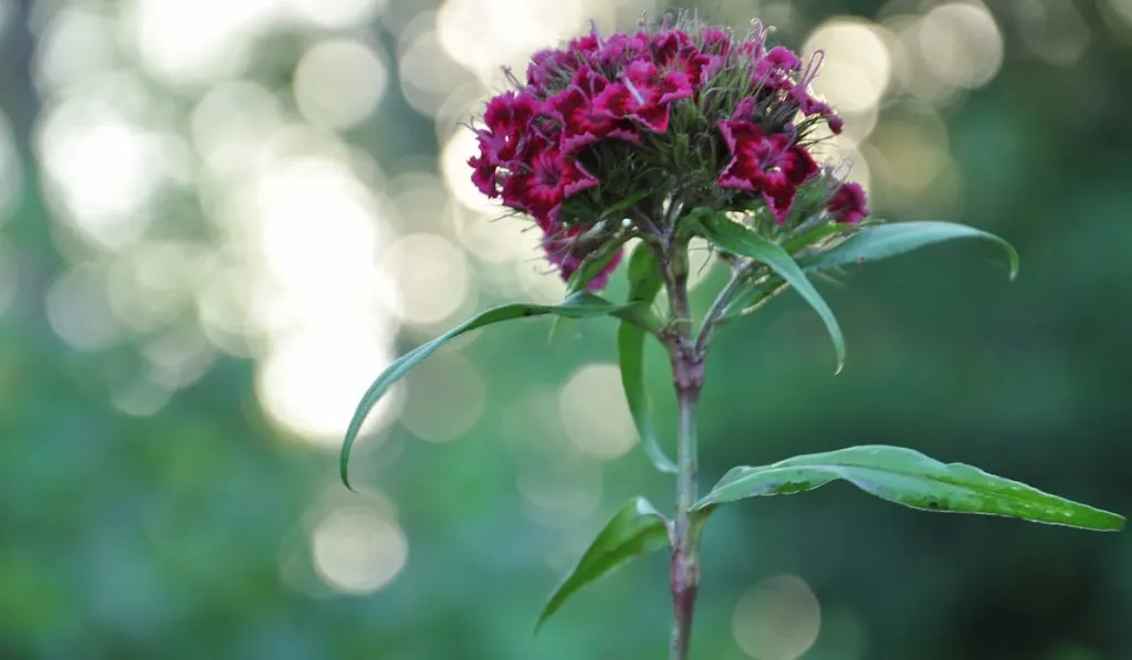 Closeup dark pink Dianthus barbatus garden flower
