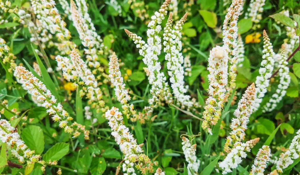 Closeup photo of Reseda odorata