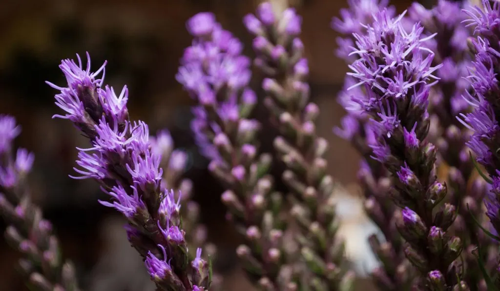 Closeup photo of violet Liatris spicata