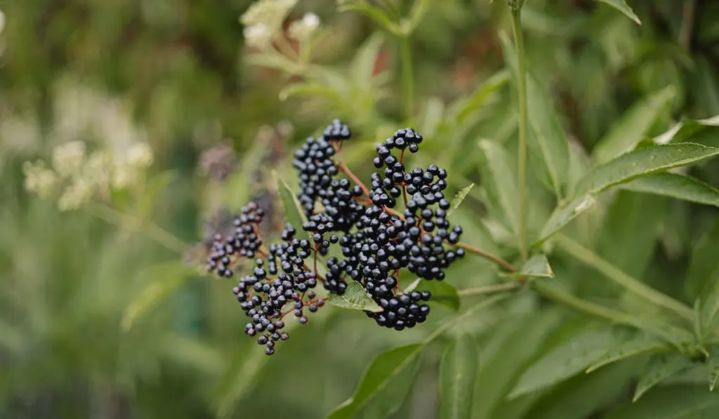 Clusters fruit black elderberry in garden