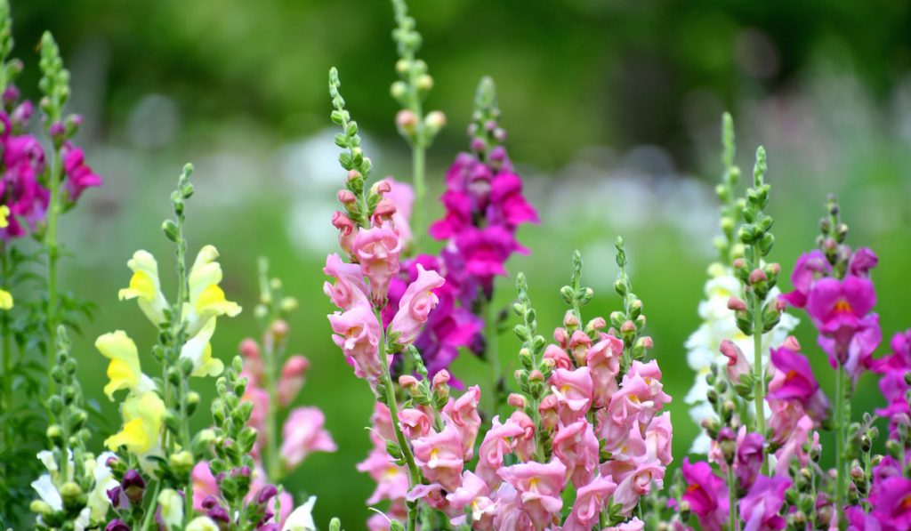 Colorful snapdragons flowers, shades of pink, nature, natural, pastel