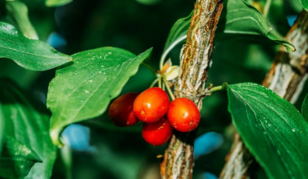 Cornelian Cherries in a Cornelian Cherry Tree