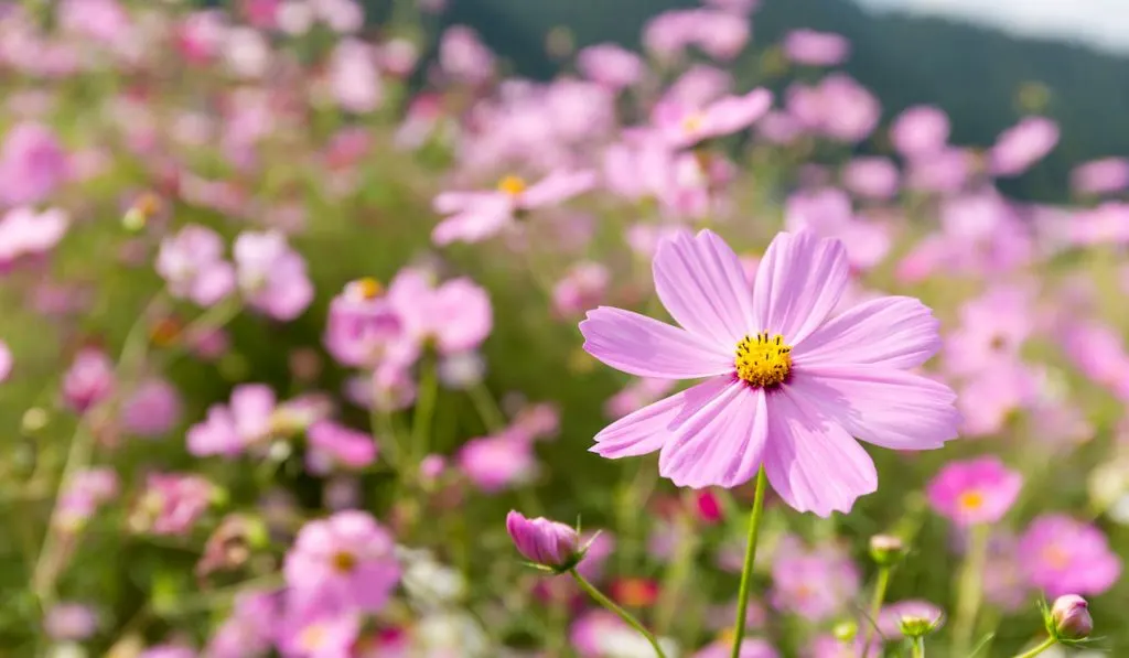Cosmos flower on a sunny day