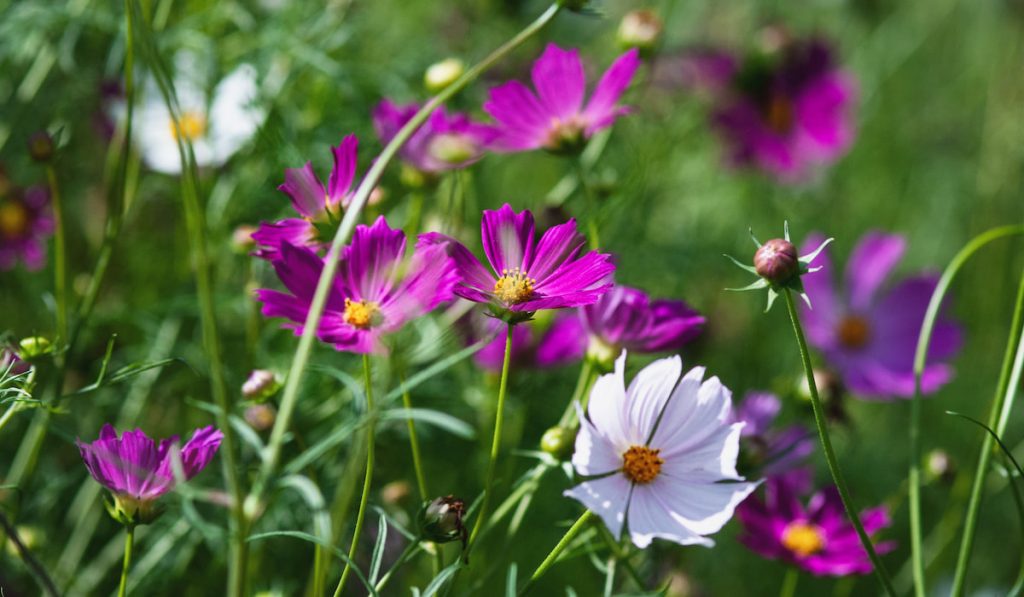 Cosmos flowers blooming on summer garden on sunny day
