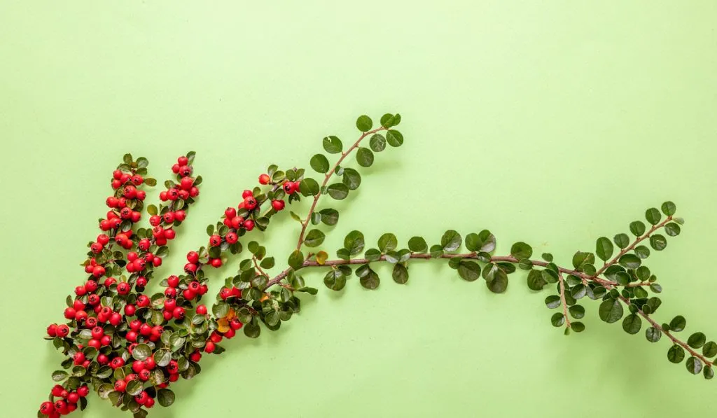 Cotoneaster blooming plant with red berries on light green color background,