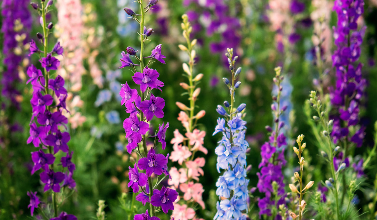 Best Annuals for Cut Flowers - The Bohemian Raspberry