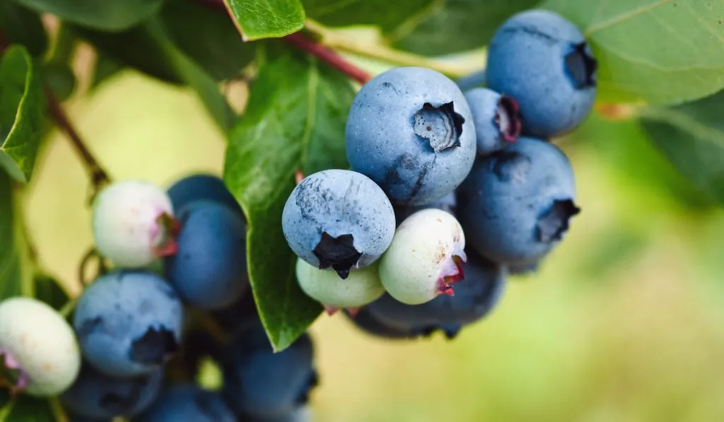 Early lowbush blueberry, ripening blueberry fruit closeup
