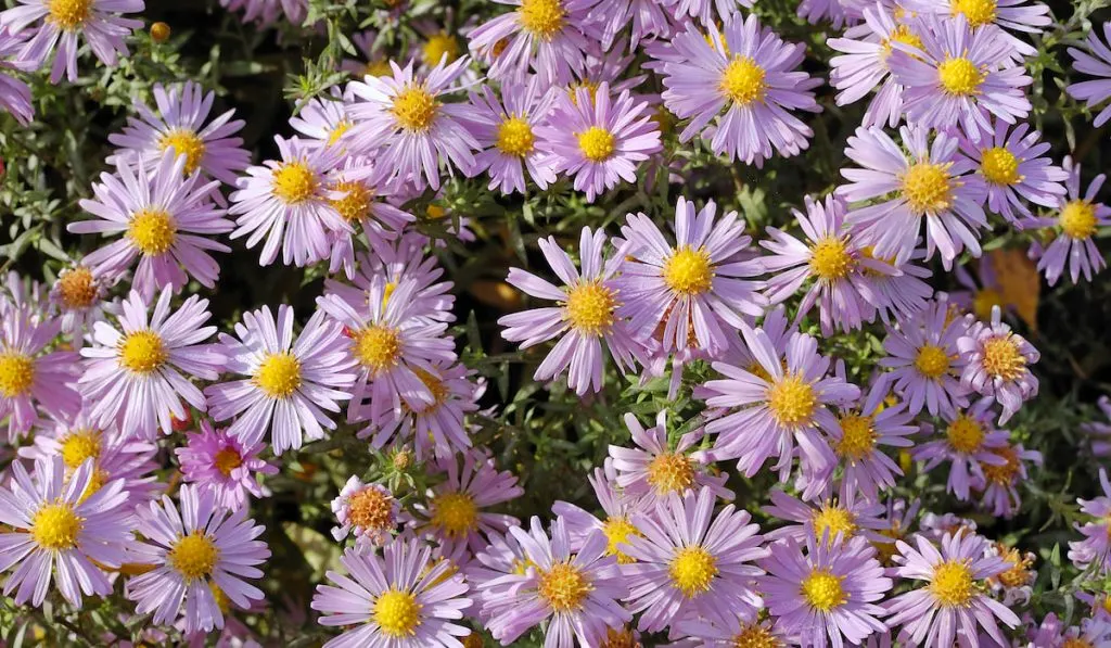 Flowers asters
