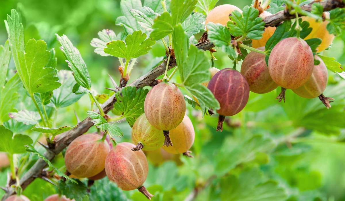 11 Berries That Grow in the Shade - The Bohemian Raspberry