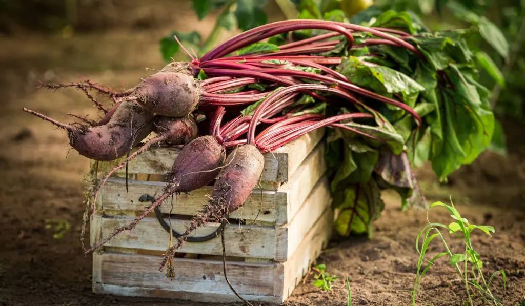 Fresh beetroot on wooden box