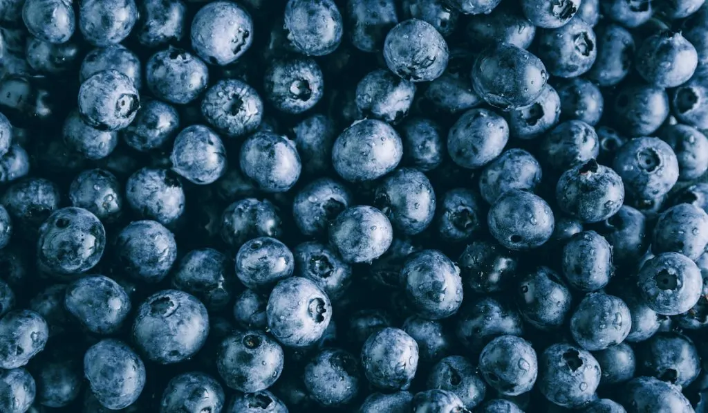 Fresh huckleberry full frame food background