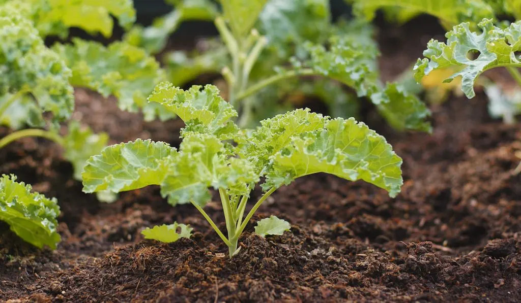 Fresh kale in the garden
