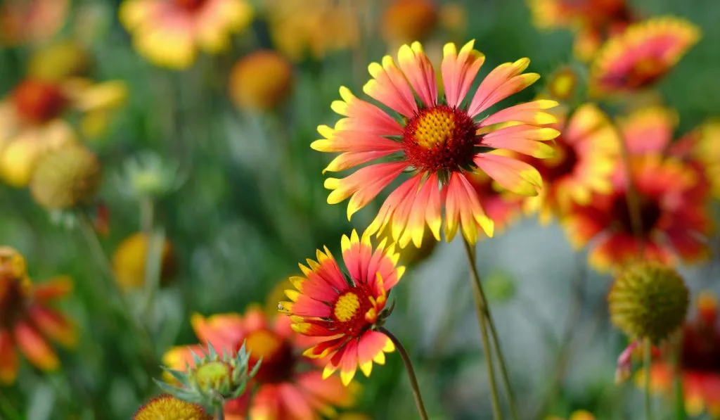 Gaillardia or blanket flowers
