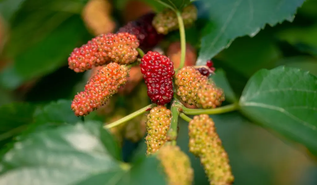 Growing mulberries