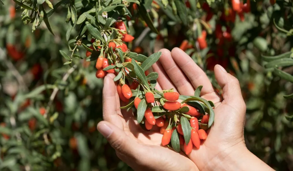 Hands holding goji berry in garden
