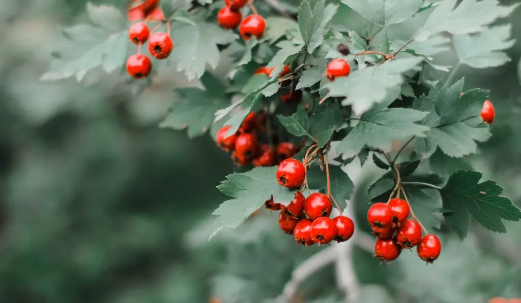 Hawthorn berries 