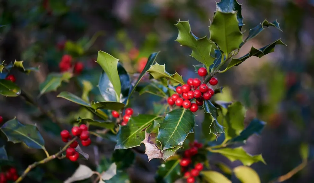 Holly berries
